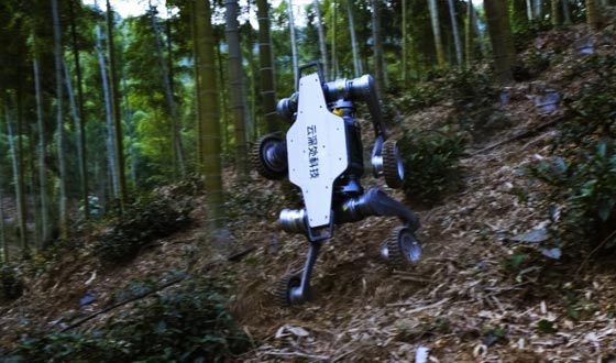 威廉体育山猫